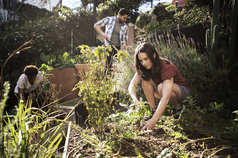 Mann und Frau gärtnern gemeinsam im Gemeinschaftsgarten, lizenzfreies Stockfoto