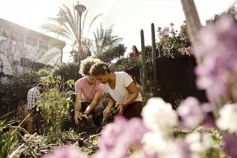 Männliche und weibliche Freunde pflanzen gemeinsam im Garten, lizenzfreies Stockfoto