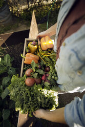 Draufsicht auf eine Frau, die frisch geerntetes Gemüse in einer Kiste auf einem Bio-Bauernhof trägt - CAVF19956