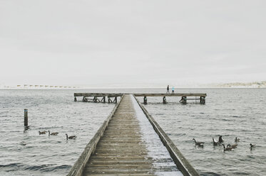 Canada geese swimming on sea by pier against clear sky - CAVF20476