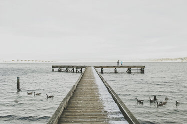 Kanadagänse schwimmen auf dem Meer an der Seebrücke gegen den klaren Himmel - CAVF20476