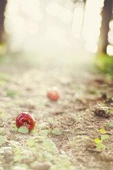 Äpfel auf dem Feld im Sommer - CAVF20477