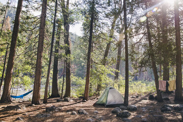 Tent in forest on sunny day - CAVF20533