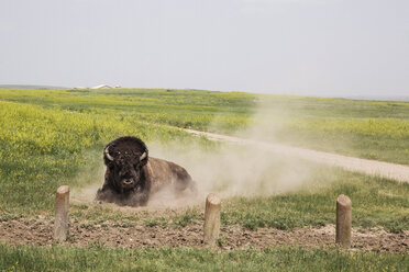 Wisent auf einem grasbewachsenen Feld gegen den klaren Himmel sitzend - CAVF20538