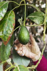 Woman's hand plucking avocado - CAVF20564