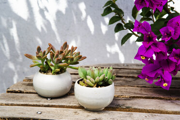 Sukkulente Pflanzen und Bougainvillea-Blumen auf Holztisch an der Wand - CAVF20613