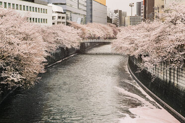 Kanal inmitten von Kirschblütenbäumen in der Stadt - CAVF20668