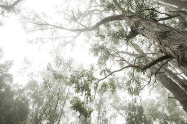 Niedriger Blickwinkel auf Bäume bei nebligem Wetter gegen den Himmel - CAVF20681