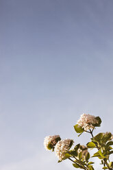 Niedriger Blickwinkel von Blumen blühen gegen klaren blauen Himmel - CAVF20694