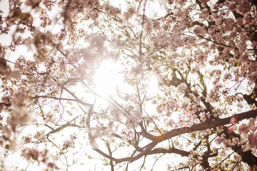 Low angle view of sunlight streaming through branches - CAVF20695