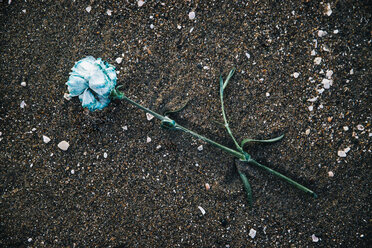 Draufsicht auf eine auf Sand gefallene blaue Rose - CAVF20743