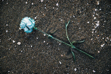 Overhead view of blue rose fallen on sand - CAVF20743