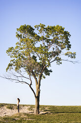 Young woman standing by tree on field - CAVF20772