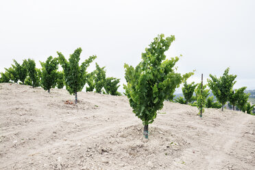 Grape plants on field against clear sky - CAVF20800