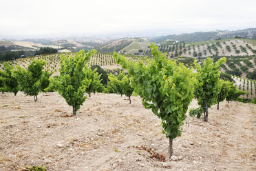 Blick auf die Weinberge - CAVF20801