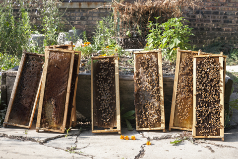 Bienen auf Holzrahmen gegen Pflanzen, lizenzfreies Stockfoto