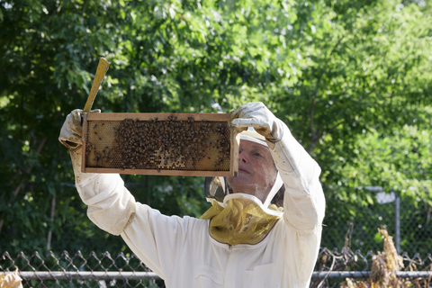 Arbeiterin mit Schutzanzug bei der Untersuchung des Bienenstockrahmens, lizenzfreies Stockfoto