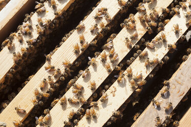 Overhead view of honeybees on wooden frames - CAVF20827
