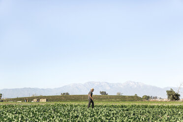 Landwirt geht auf einem Feld gegen den klaren Himmel - CAVF20925