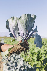 Ausgeschnittenes Bild eines Landwirts mit Blattgemüse auf einem Bauernhof - CAVF20926