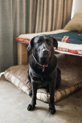 Nahaufnahme eines schwarzen Labrador Retrievers, der zu Hause sitzt - CAVF20975