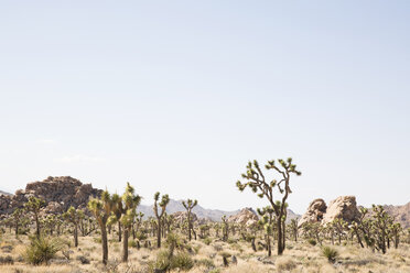 Blick auf den Joshua Tree National Park bei klarem Himmel - CAVF20989