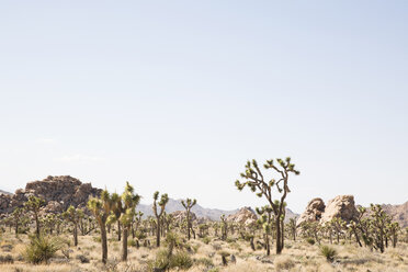 View of Joshua Tree National Park against clear sky - CAVF20989