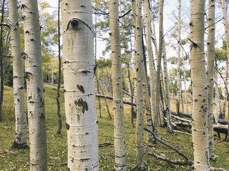 Tree trunks on grassy field - CAVF20990