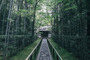 Spaziergang inmitten von Bäumen am Daitoku-ji-Tempel - CAVF21166