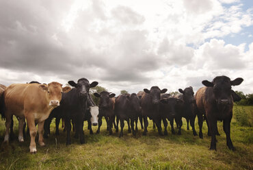 Cattle grazing on grassy field against cloudy sky - CAVF22042