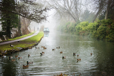 Mallard ducks swimming against narrowboat on lake in forest during foggy weather - CAVF22063