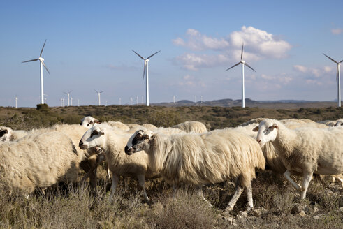 Windmühlen und Schafe im Windpark gegen den Himmel - CAVF22651
