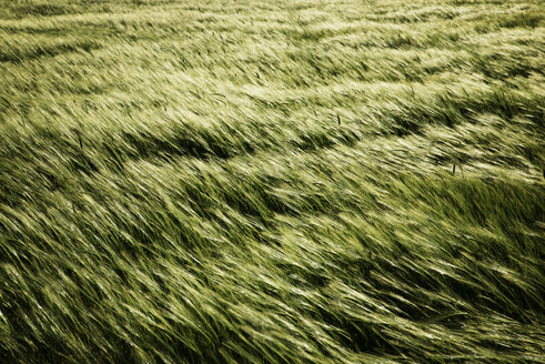 Blick von oben auf das schwankende Gras auf dem Feld - CAVF22680