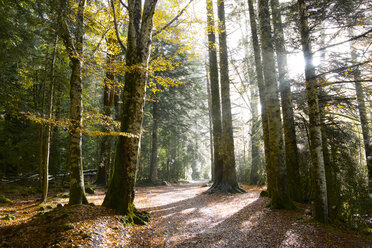 Wachsende Bäume im Wald an einem sonnigen Tag - CAVF22737