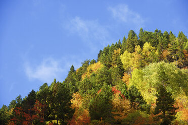 Niedriger Winkel Ansicht der Bäume auf dem Berg gegen blauen Himmel im Herbst - CAVF22738