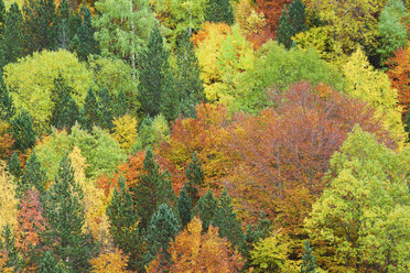 Bäume, die im Herbst auf dem Berg wachsen - CAVF22739