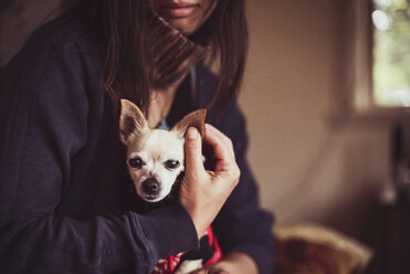 Mittelteil einer Frau mit Chihuahua-Hund zu Hause - CAVF22799