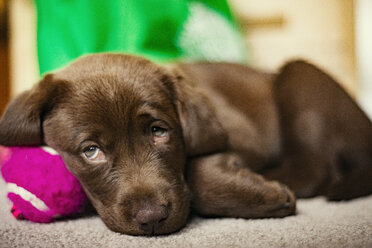 Chocolate Labrador puppy lying on floor at home - CAVF22808