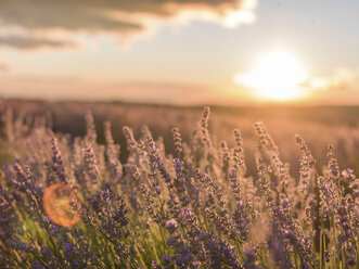 Scenic view of lavender flowers during sunset - CAVF22910