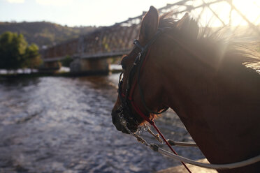 Close-up of horse against river - CAVF23041