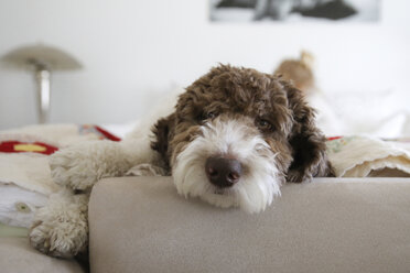 Porträt eines Hundes, der sich auf einem Bett mit einem Mädchen im Hintergrund entspannt - CAVF23117