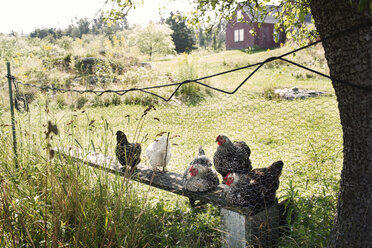Hühner, die sich auf einer Bank ausruhen, gesehen durch den Zaun eines Bauernhofs - CAVF23367