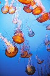 Sea Nettle Jellyfish in sea - CAVF23369