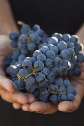 Mittelteil einer Frau, die eine Traube frischer Weintrauben hält - CAVF23371