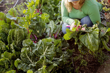 Bäuerin bei der Ernte von Salat auf dem Bauernhof - CAVF23379
