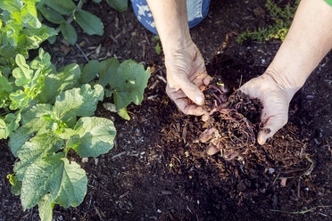 Hand of woman farmer inspecting soil on farm - CAVF23381