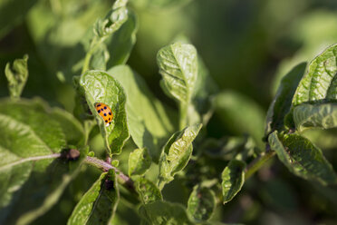 Nahaufnahme eines Marienkäfers auf einem frischen Gemüseblatt auf einem Bauernhof - CAVF23383
