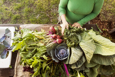 Bäuerin sortiert frisch geerntetes Gemüse auf dem Bauernhof - CAVF23392