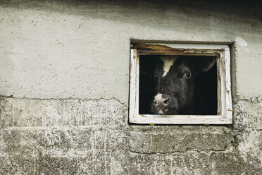 Porträt einer Kuh, gesehen durch das Fenster des Stalls - CAVF23578