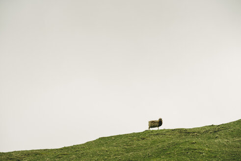 Schaf auf einer Klippe vor klarem Himmel stehend - CAVF23631